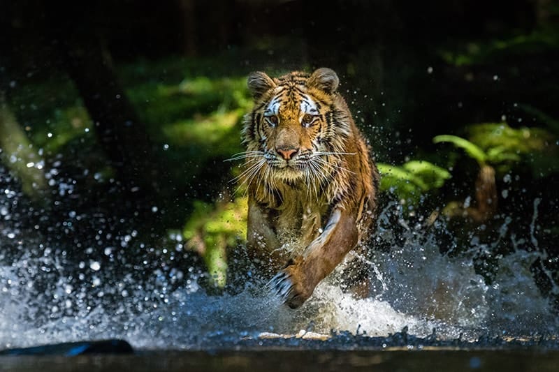 Siberian Tiger running through forest stream