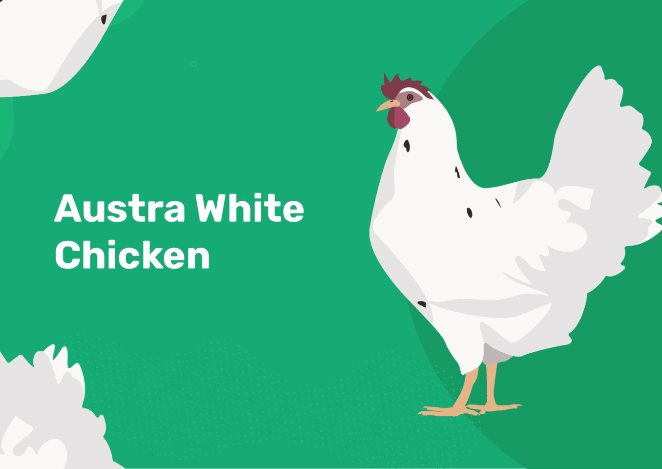 austra white chicken feature