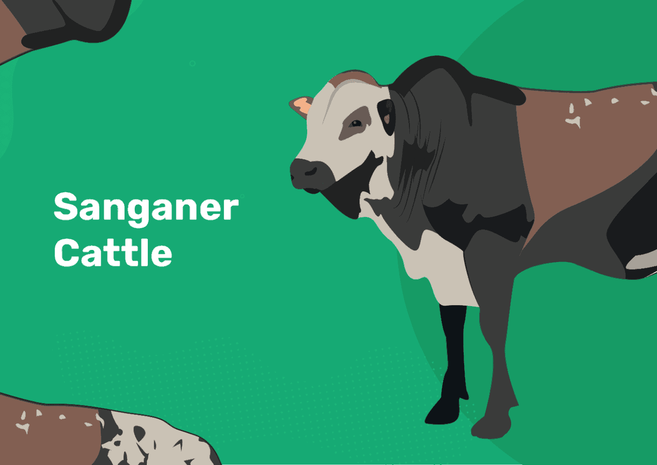 sanganer cattle