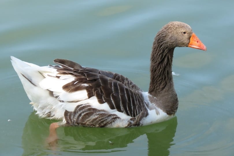 A Toulouse Goose swimming in the water