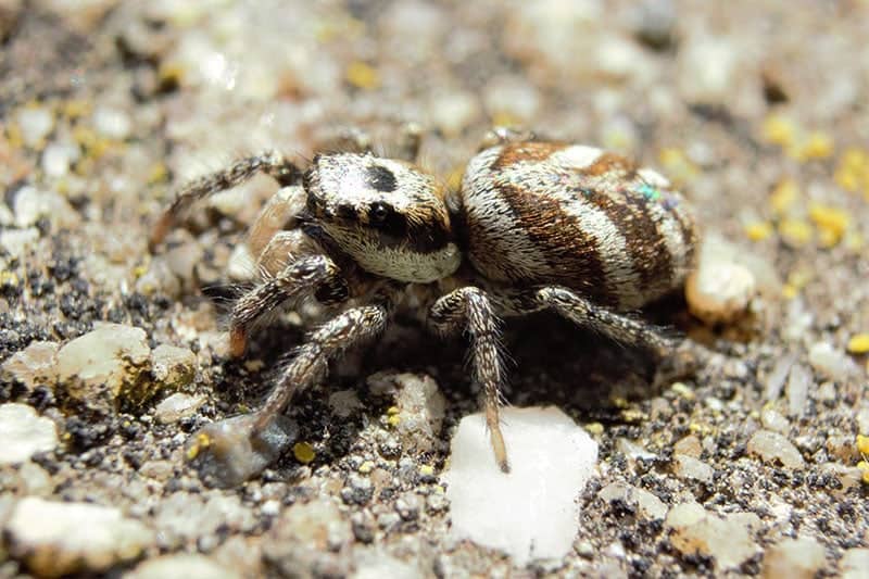 A Zebra Back Spider (Salticus scenicus) on a stone wall