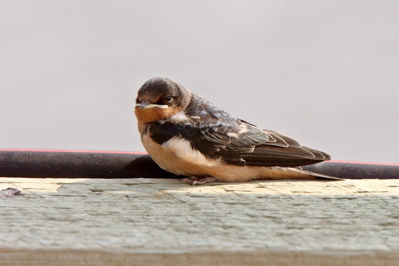 A bank swallow resting on a wooden plank