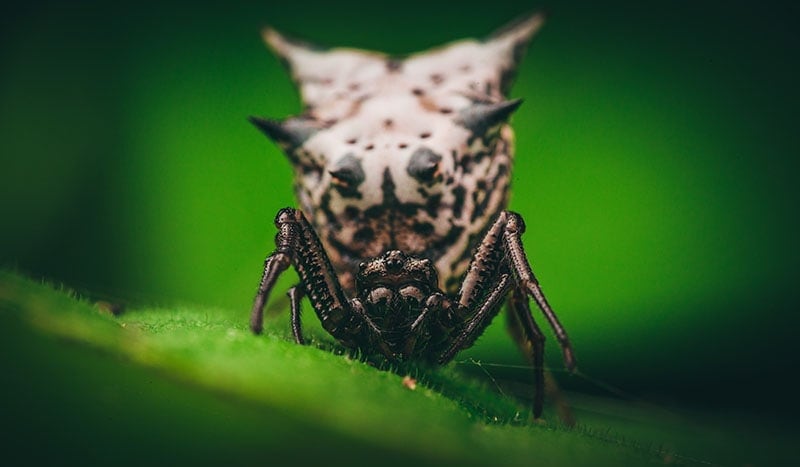 A closeup shot of a Spined Micrathena spider on a green leaf