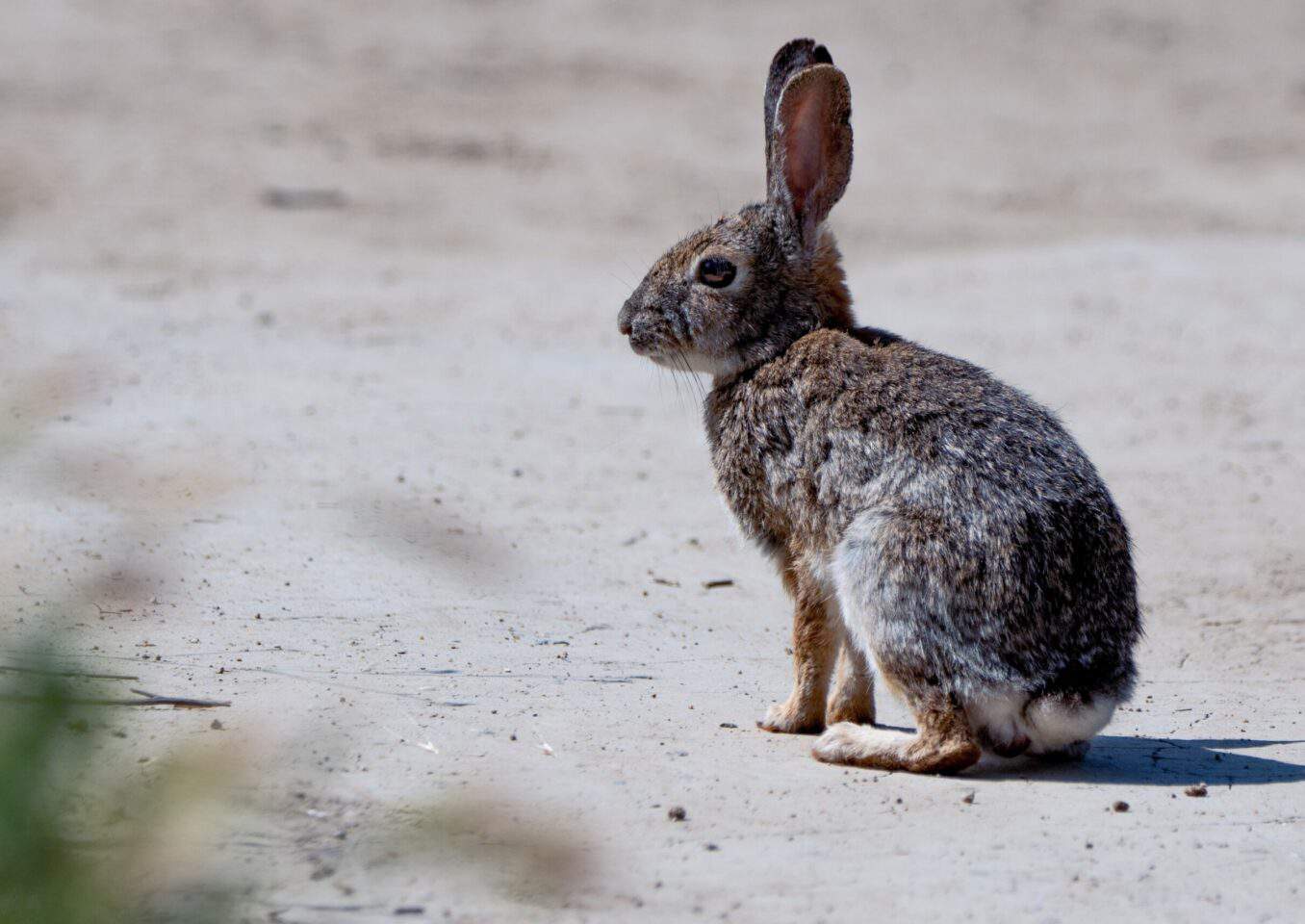 A desert cottontail (Sylvilagus audubonii) rabbit sits on a dirt trail in Los Angeles, California, USA