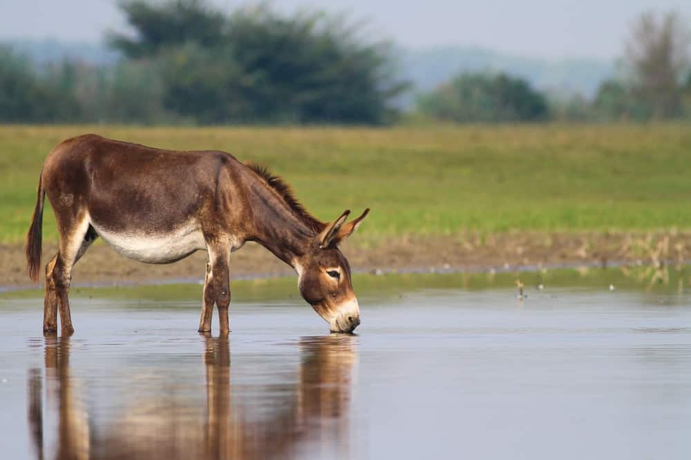 A donkey drinking water from a watering place