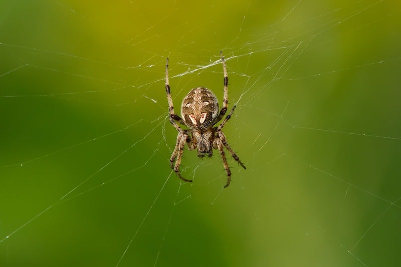 A female Arabesque Orbweaver is waiting patiently in her web