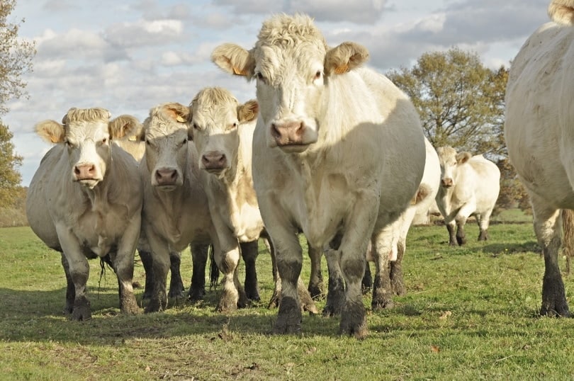 A herd of Charolais cattle grazing