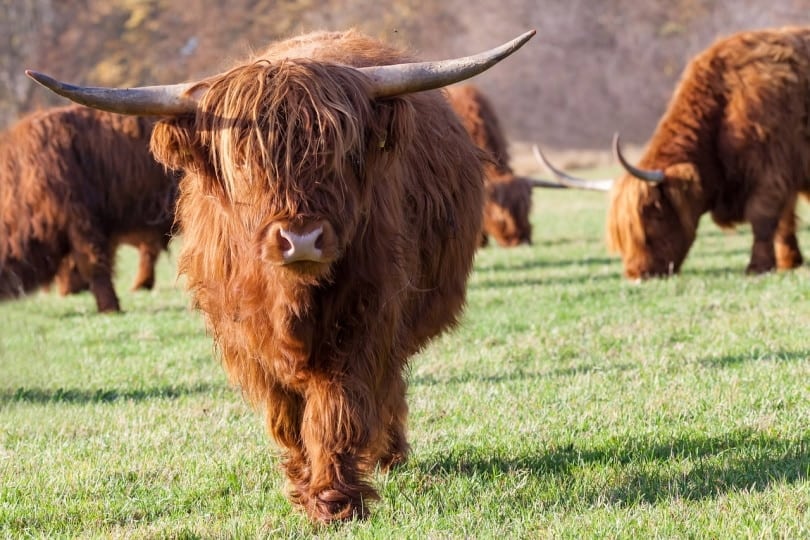 A herd of Highland cows grazing