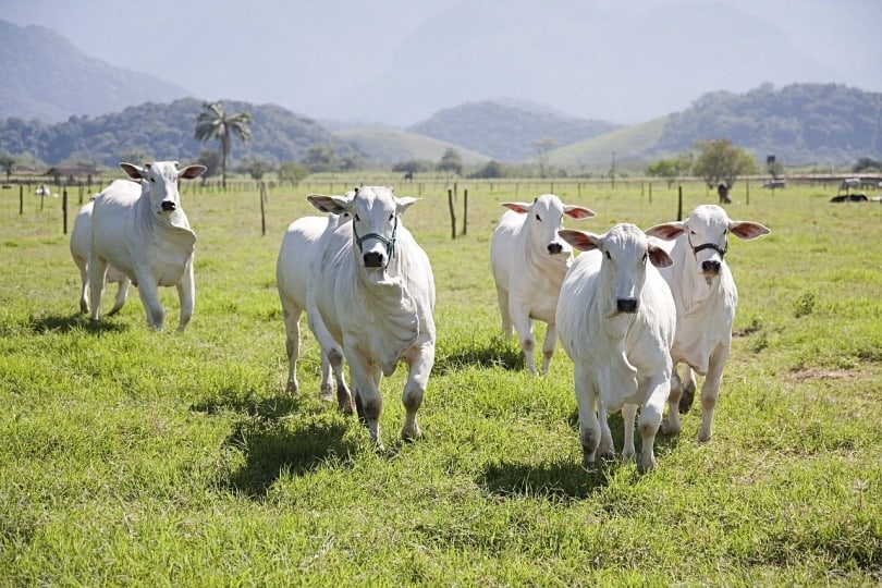 A herd of white cows charging towards the camera