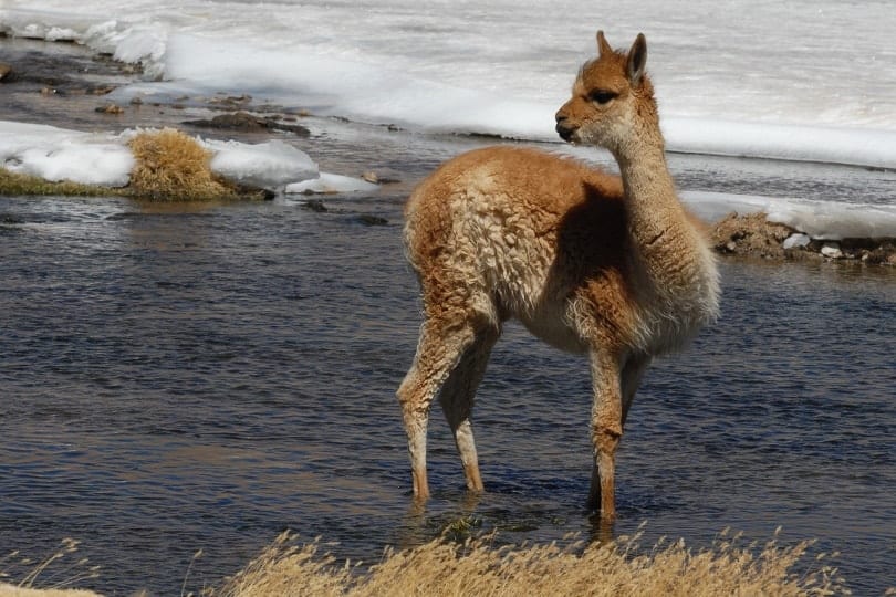 A llama taking a dip in the stream