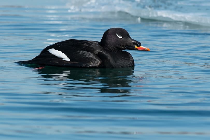 A male white-winged Scoter swimming in open water