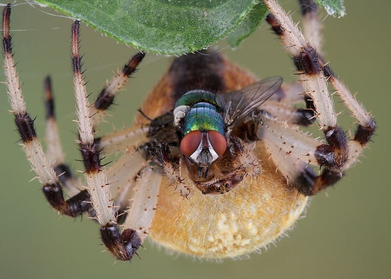 A shamrock spider is munching on a fly.