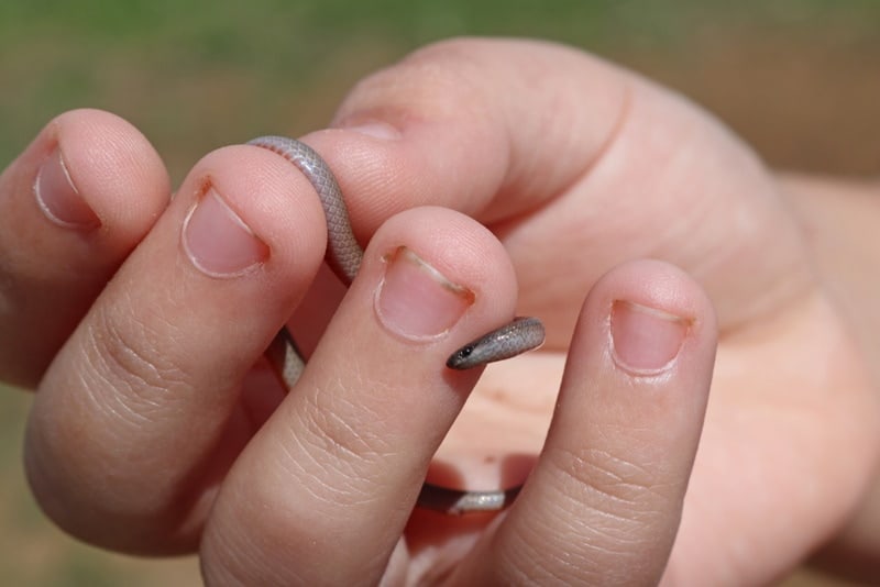 A tiny Flat-headed snake in a persons hand