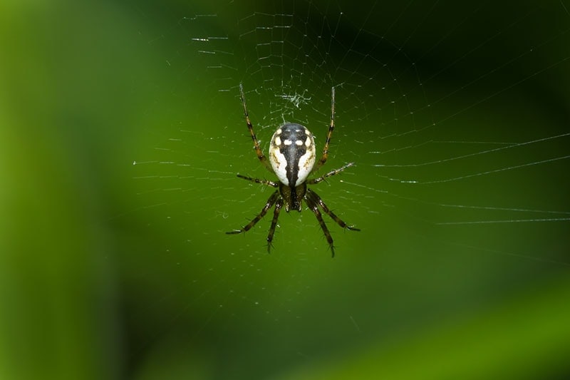 A very small Tuft-legged Orbweaver is resting in the middle of its web