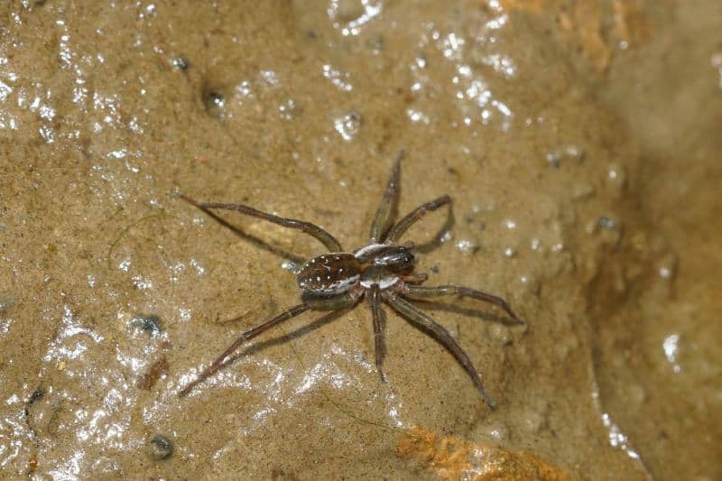 A white dotted wolf spider (Pirata species) at a riverside in Southern France