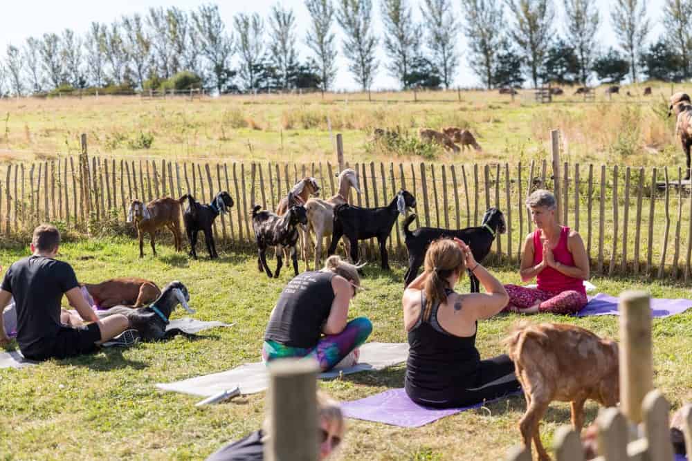 A yoga teacher holding a class of goat yoga