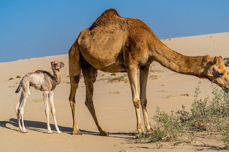 A young camel with its mother