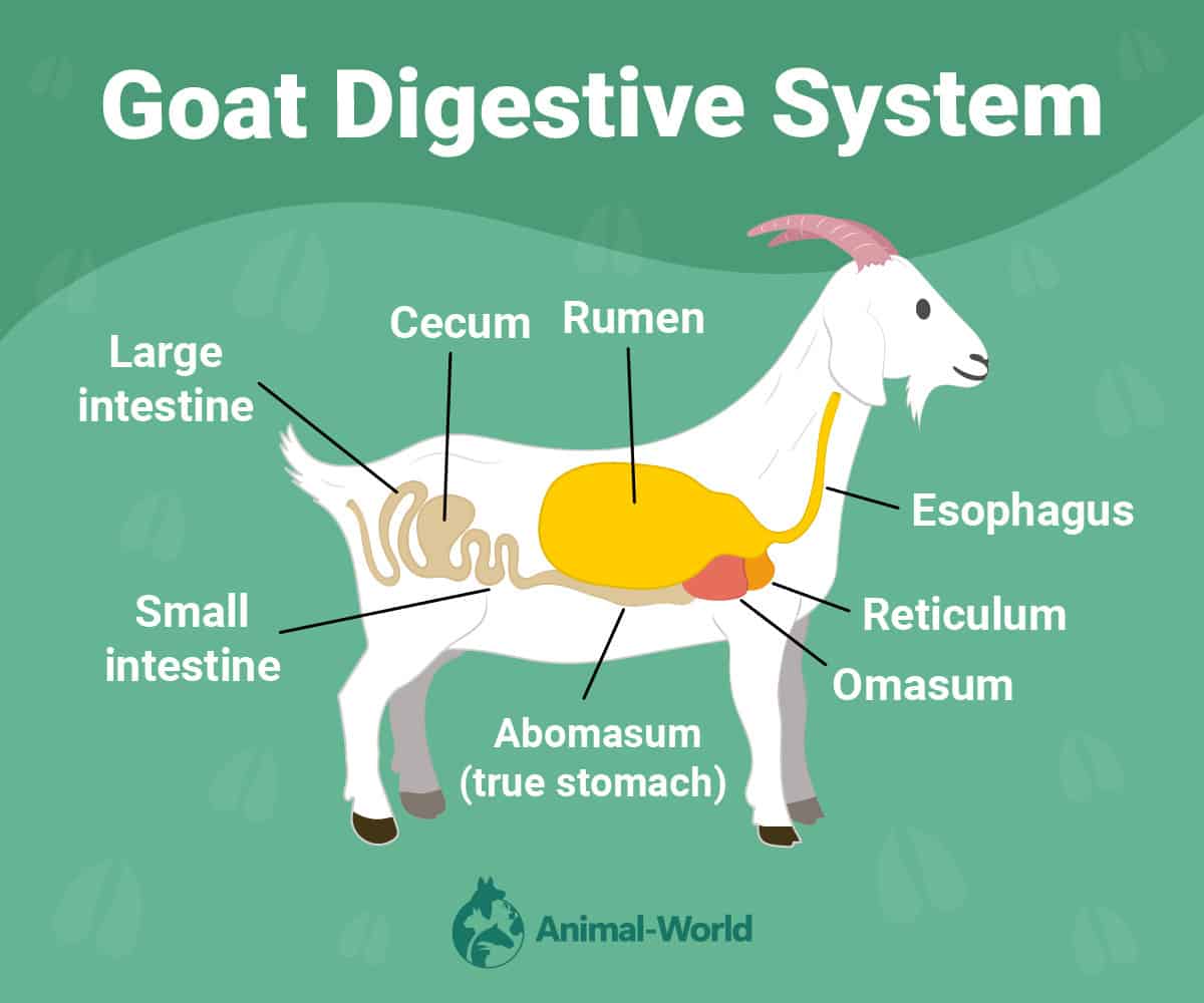 Goat Digestive System