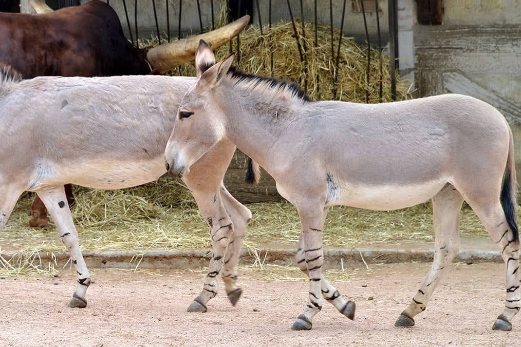 Abyssinian donkey