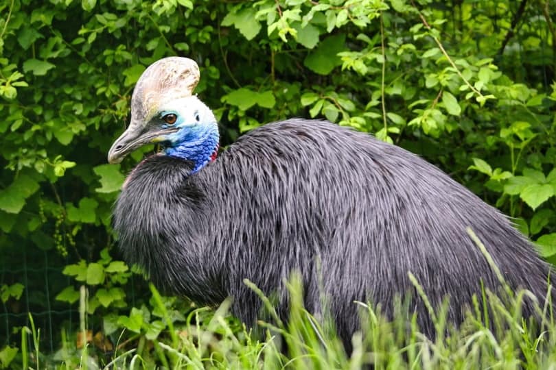 Adult cassowary sitting in the grass