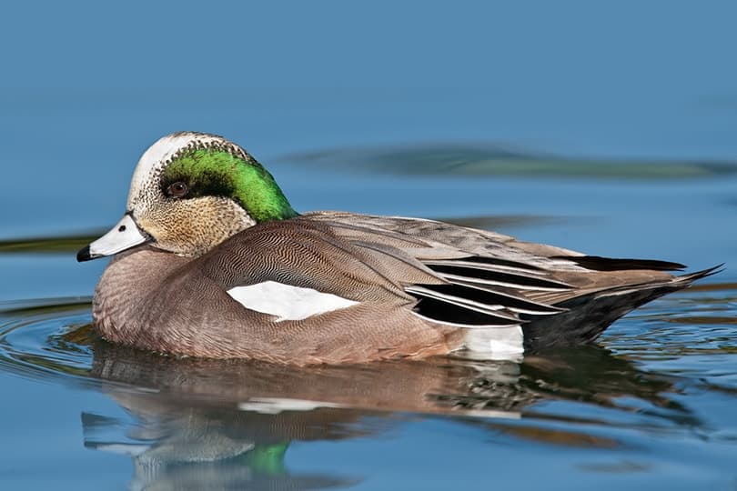 Adult male American Wigeon swimming in pond