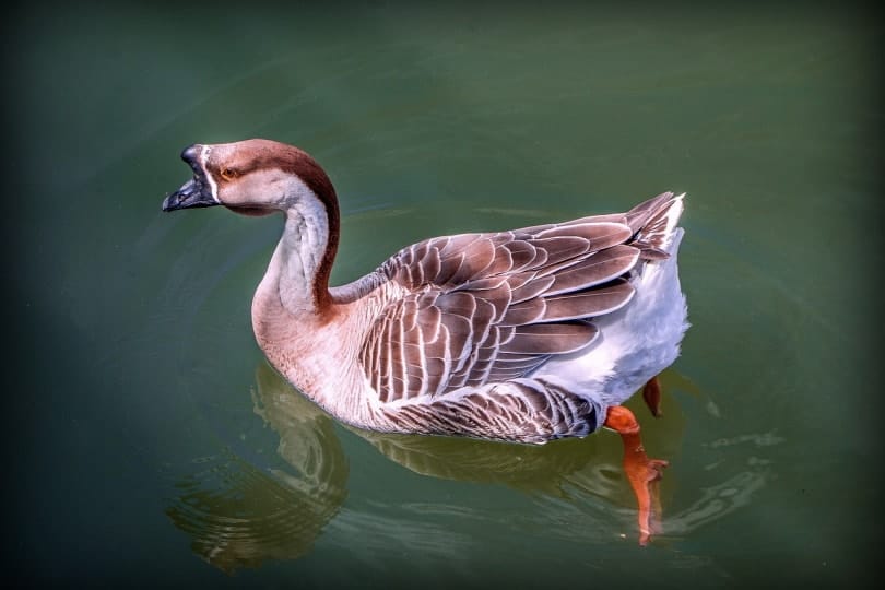 African goose swimming in the water