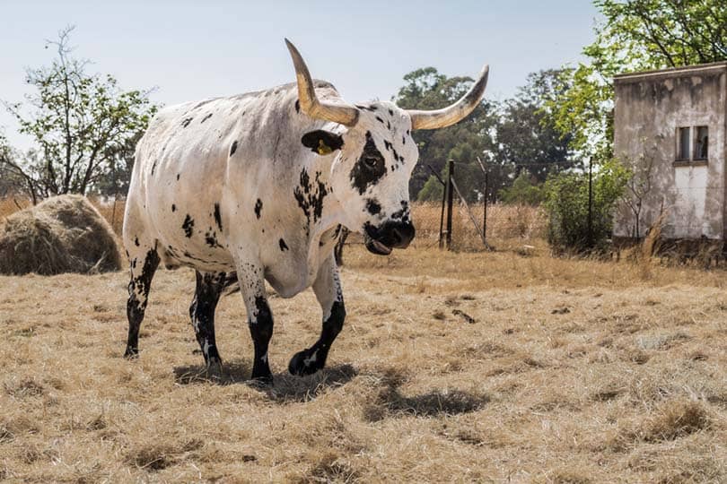 Afrikaner Cattle