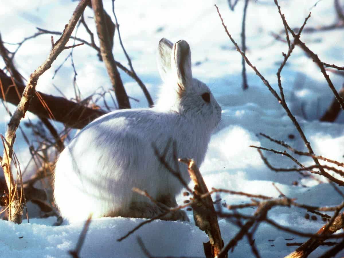 Alaskan Hare U.S. Fish and Wildlife Service