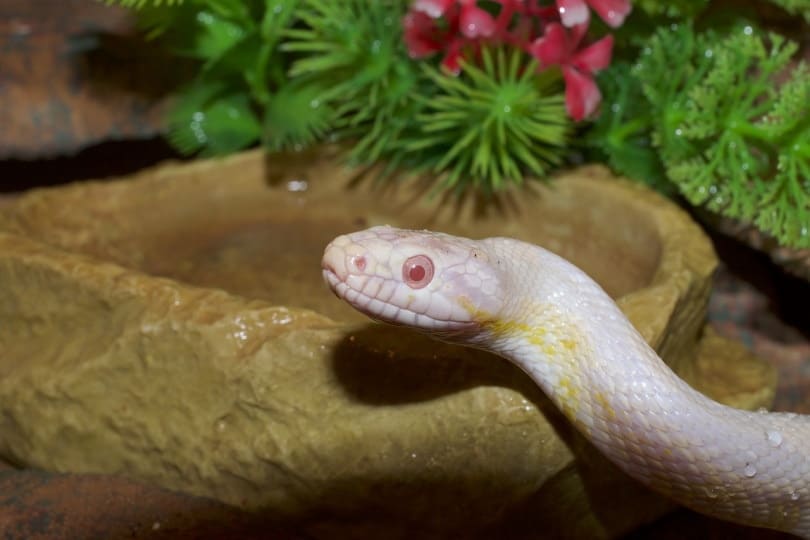 Albino corn snake beside a rock