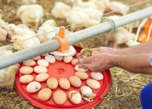 All-in-One Egg Incubator (30 Eggs)_Amazon