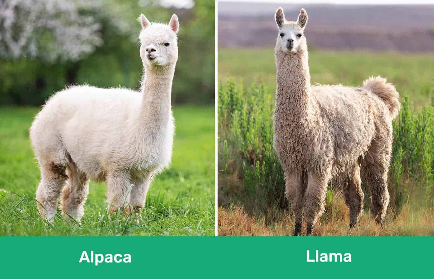 Alpaca vs Llama side by side