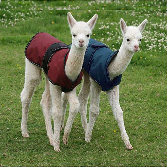 young alpacas with coats