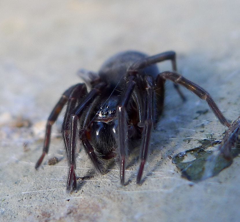 Amaurobius ferox. Black Lace-weaver - Flickr - gailhampshire (1)