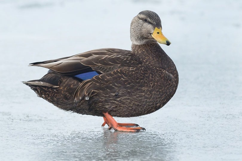 American Black Duck standing on ice