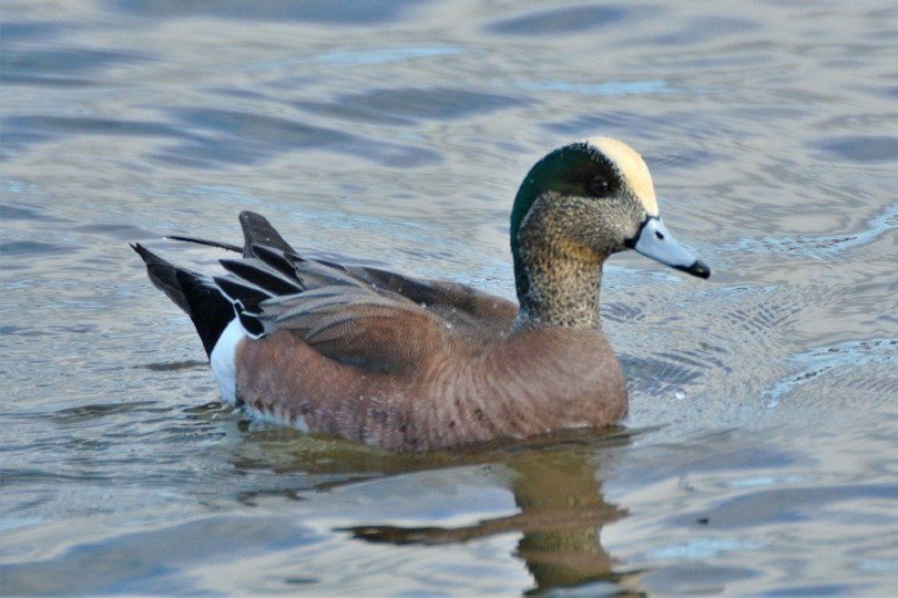 American Wigeon Duck on water