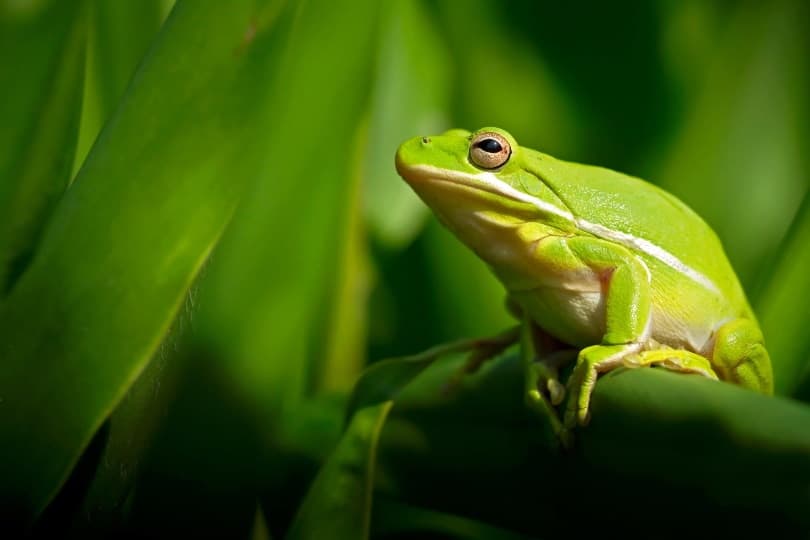 American green tree frog on green leaves