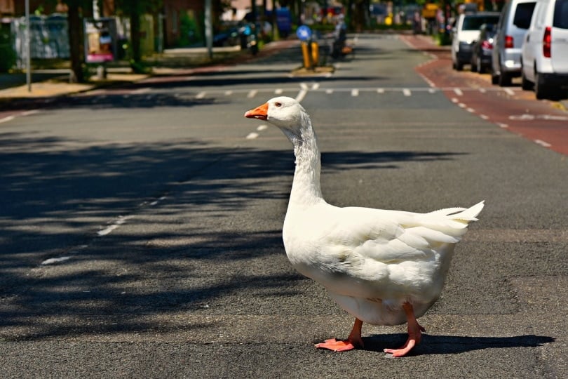 An Embden goose crossing the road