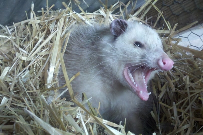 An opossum baring it's teeth