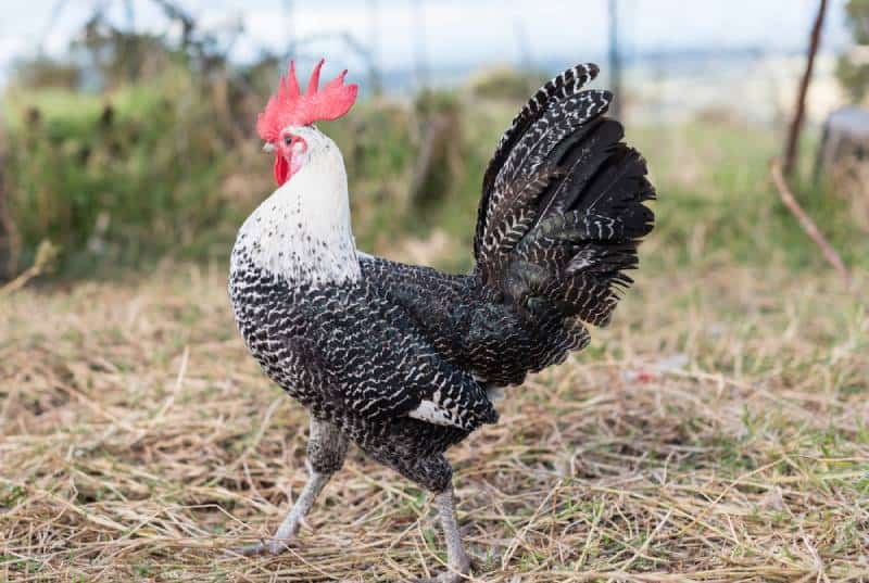 Ancona rooster walking on dry grass