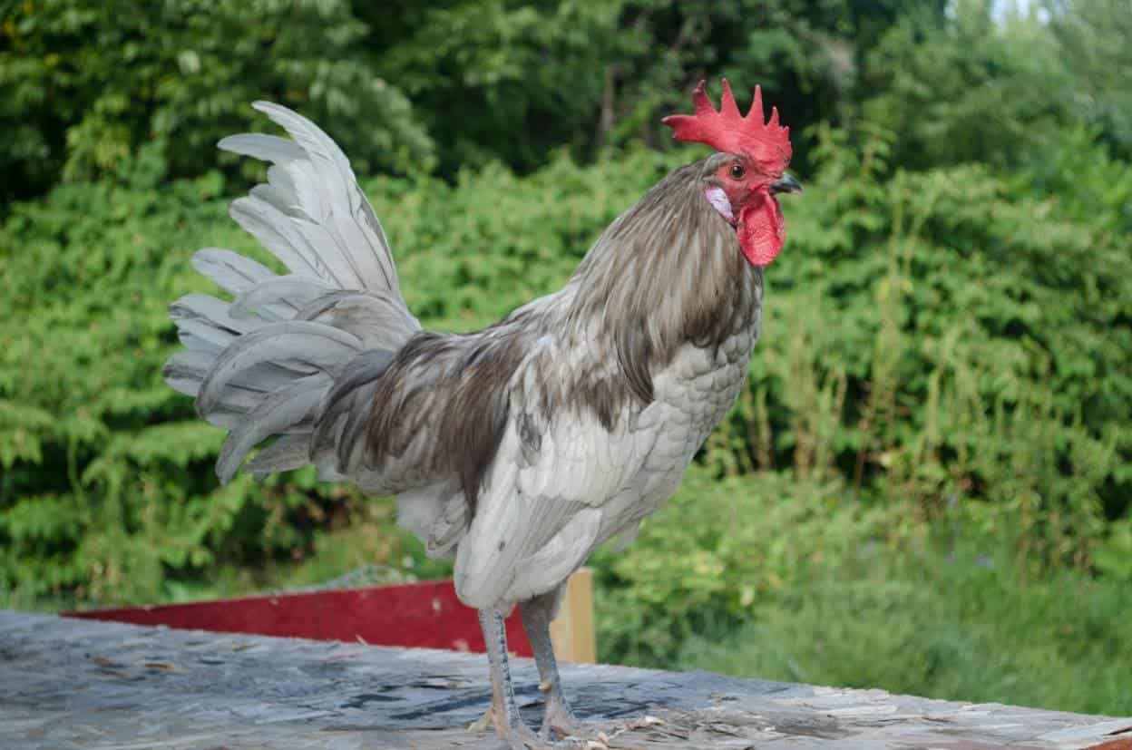 Andalusian Chicken