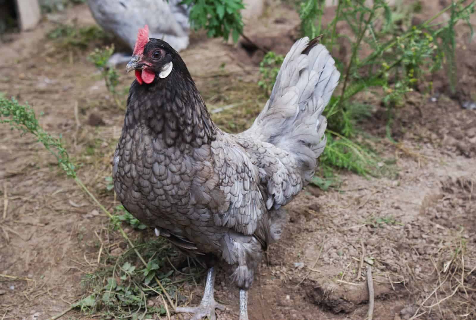 Andalusian gallus (hen)