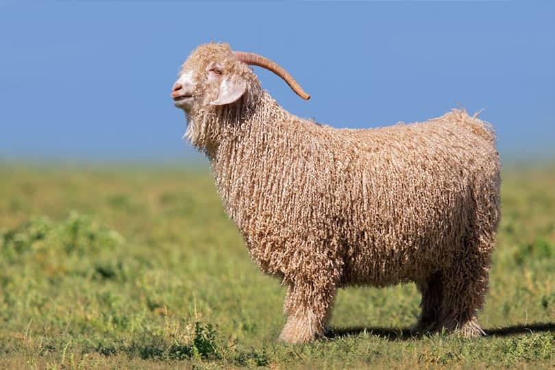 Angora goat standing in green pasture