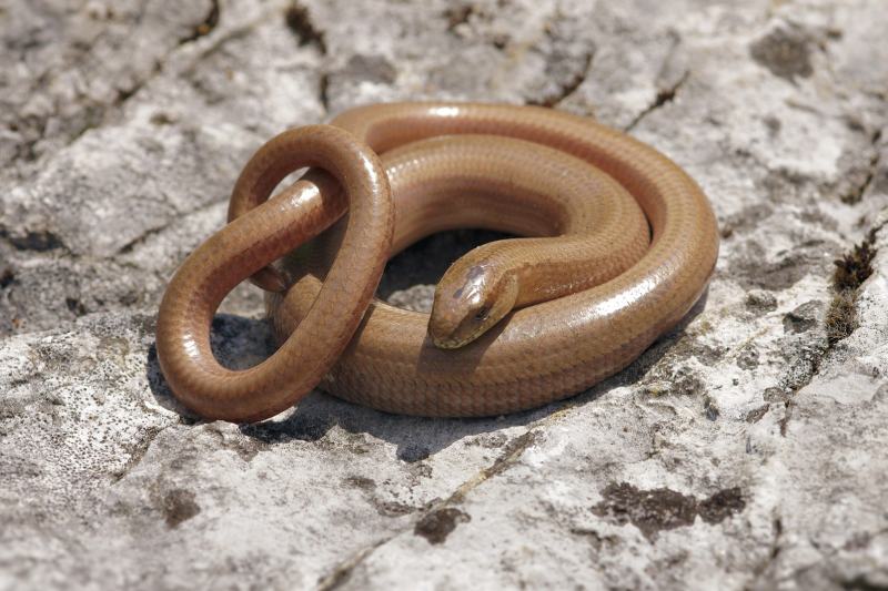 Common Wormsnake Anguis fragilis (curled up)
