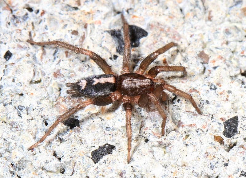 Arachtober 12 - Eastern Parson Spider - Herpyllus ecclesiasticus, Woodbridge, Virginia