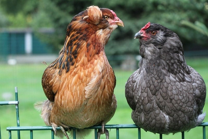 Araucana chicken breed