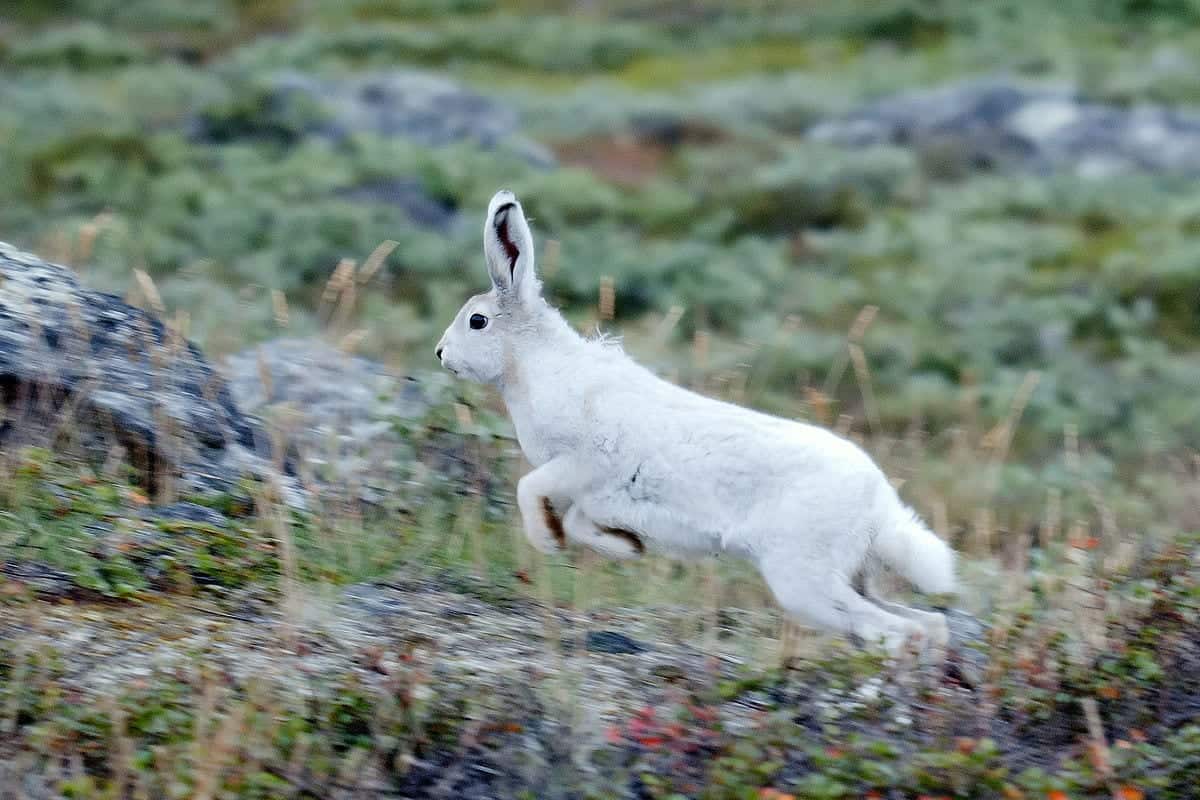 Arctic Hare in Greenland