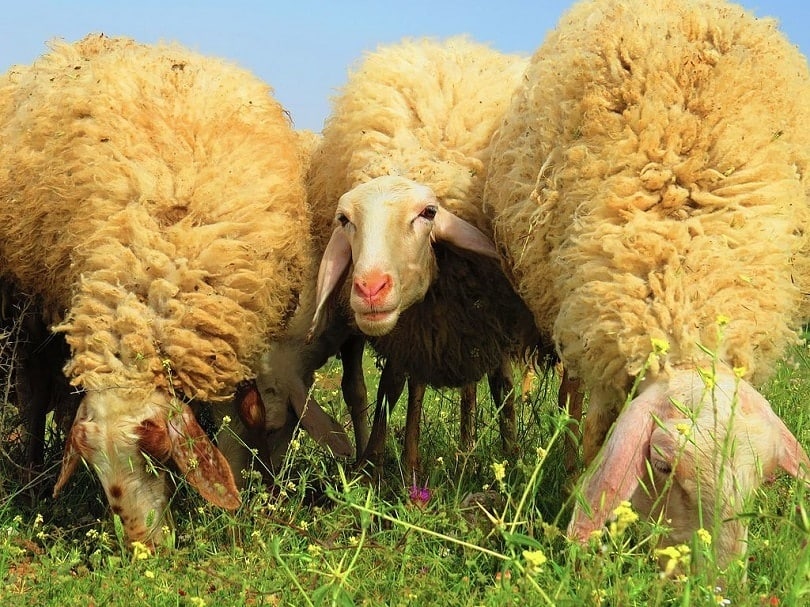 Assaf_sheep