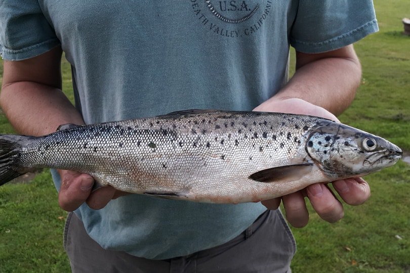Atlantic salmon held by a person