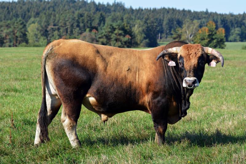 Aubrac Cattle in the pasture