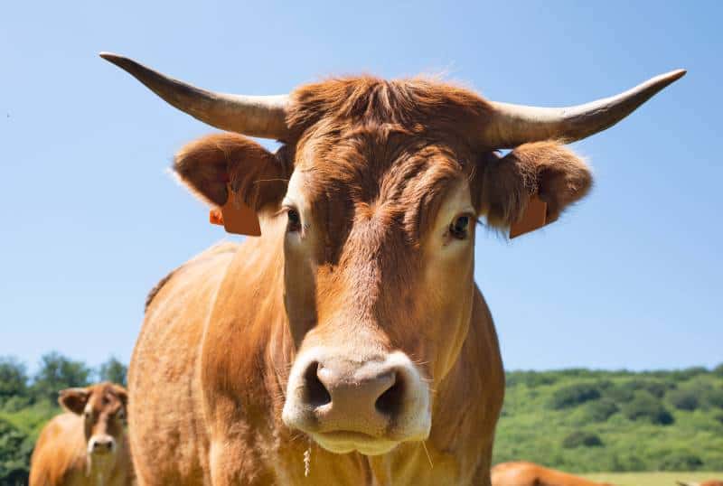 Aubrac cattle in a field in Aveyron